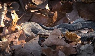 Image result for Black and White Speckled Cottonmouths La