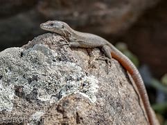 Image result for Aeolian Wall Lizard