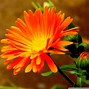 Image result for Orange Flower Screensavers