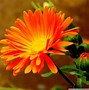 Image result for Orange Flower Wallpaper
