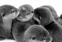Image result for Otter Funny Images