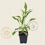 Image result for Echinacea purpurea Green Jewel ®