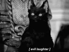 Image result for Evil Laugh Cat Meme