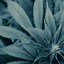 Image result for Weed Background iPhone