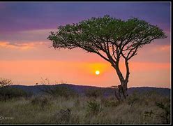Image result for African Safari Trees