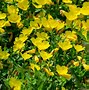 Image result for Yellow Flowers iPhone 12