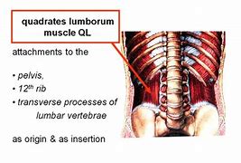 Image result for QL Attachment