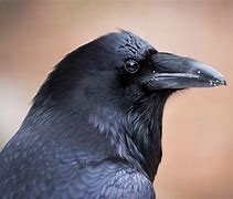 Image result for Black Red Raven