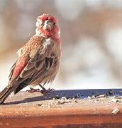 Image result for Wild Bird Diseases