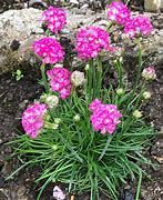 Image result for Armeria maritima Rosea Compacta