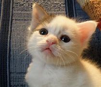 Image result for Jpg Images of Cat Friday