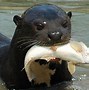 Image result for Amazon Rainforest River Otter