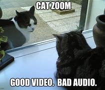 Image result for Zoomed in Cat Face Meme