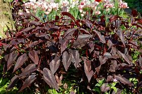 Image result for Persicaria Red Dragon