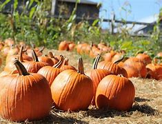 Image result for Ph Calabaza
