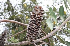 Image result for Seed Seritony Fire-safe Cones Fynbos