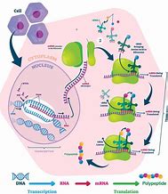 Image result for Protein Synthesis Diagram