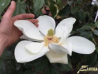 Image result for Magnolia grandiflora Goliath