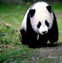 Image result for Panda Bear Wallpaper