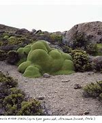 Image result for Oldest Living Thing in the World