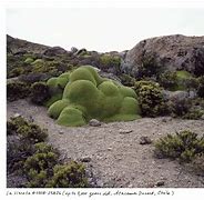 Image result for Oldest Living Thing