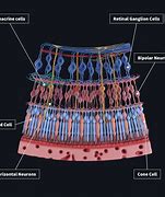 Image result for Neural Layer of Retina