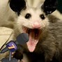Image result for Tlacuache Meme Aaaa