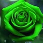 Image result for Images of Green Roses