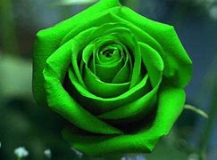 Image result for iPhone 13 Rose