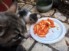 Image result for Funny Cat Eating