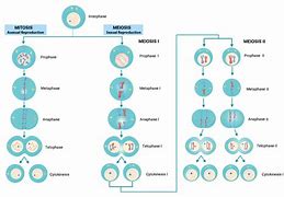 Image result for Meiosis vs Mitosis Differences