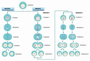 Image result for Differences Between Mitosis and Meiosis Chart