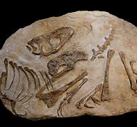 Image result for Baby Dinosaur Bones