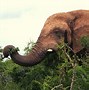 Image result for Elephant Being Pet