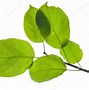 Image result for Apple Leaves China
