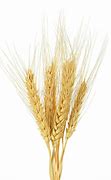 Image result for Wheat with White Background