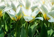 Image result for Tulips Holland Netherlands