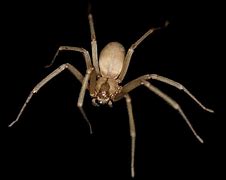 Image result for Biggest Spider in Texas