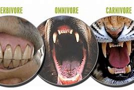 Image result for Omnivore Teeth