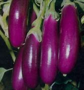 Image result for Hybrid Cucumber Seeds