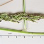 Image result for calamagrostis_stricta