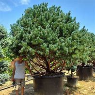 Pinus sylvestris Watereri に対する画像結果