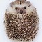 Image result for African Hedgehog