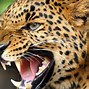 Image result for Coolest Animal Pictures