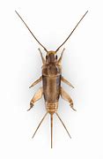 Image result for Cricket Insect