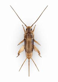 Image result for Pic of Cricket Insect