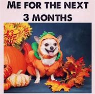Image result for autumn cats memes pumpkins