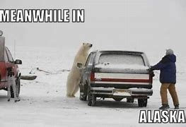 Image result for Alaska Bear Meme