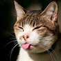 Image result for Cat with Weird Face Meme