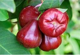 Image result for Wax Apple Fruit Tree
